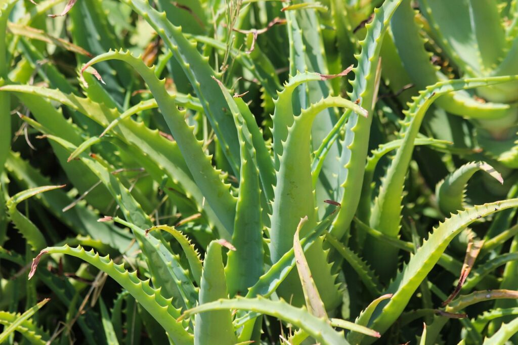 aloevera, plant, nature-4603530.jpg